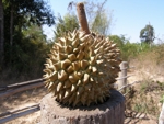 Ovoce - Laos