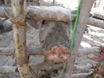 Před večeří - Laos
