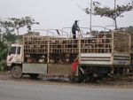 Smutný pohled, psi převážející na jídlo - Vietnam