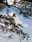 Vesnice Sambour děti si hrajou skokama do vody z velkých stromů 4