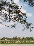 Vesnice Sambour děti si hrajou skokama do vody z velkých stromů 5