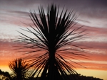 Sun set pod Mount Taranaki 6