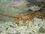 Auckland muzeum mořských živočichů
