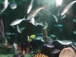 Auckland muzeum mořských živočichů 7