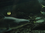 Auckland muzeum mořských živočichů 11