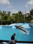 Manati Park 8 delphin show