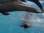 Manati Park 7 delphin show