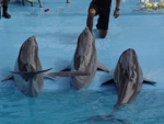 Manati Park 9 delphin show