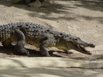 Manati Park krokodyle