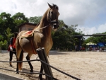 Manati Park show na koních
