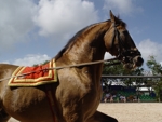 Manati Park show na koních 2