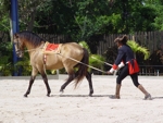 Manati Park show na koních 3