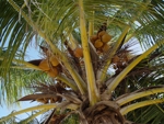 Catalina a kokosy