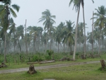Zpustošený palmový les po hurikánu Ivan