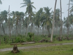 Zpustošený palmový les po hurikánu Ivan 2