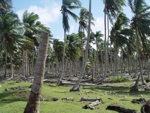 Zpustošený palmový les po hurikánu Ivan 3