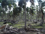 Zpustošený palmový les po hurikánu Ivan 4