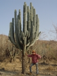 Kaktus - trochu větší - póza Dan