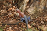 Uganda ještěrka