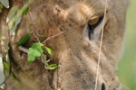 Masai Mara lvice 2
