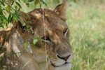 Masai Mara lvice 3
