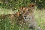 Masai Mara lvice 4