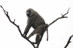 Masai Mara opice