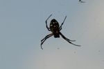 Masai Mara jedovatý pavouk 3