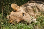 Masai Mara lvice 5