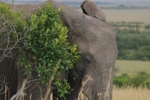 Masai Mara sloni
