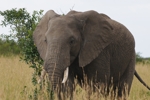 Masai Mara sloni 2
