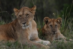 Masai Mara lvice a lvíče