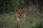 Masai Mara lvíče