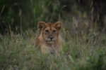 Masai Mara lvíče
