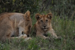 Masai Mara lvice a lvíče 2