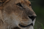 Masai Mara lvice