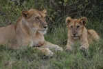 Masai Mara lvice a lvíče 3
