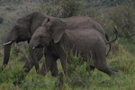 Masai Mara sloni 3