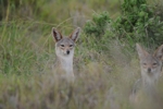 Masai Mara Šakal