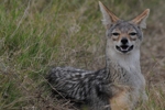 Masai Mara Šakal 2