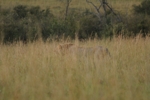 Masai Mara lvy jdou do útoku