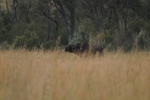 Masai Mara oběť lvů