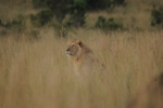 Masai Mara lvy jdou do útoku 2