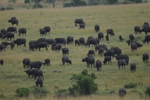 Masai Mara oběť lvů 2