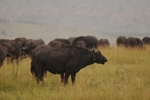 Masai Mara oběť lvů 3