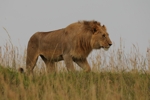 Masai Mara lvy jdou do útoku 3