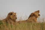 Masai Mara - smečka lvů dojedla