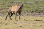 Amboseli - hyena