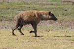 Amboseli - hyena 2