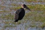 Amboseli - fauna